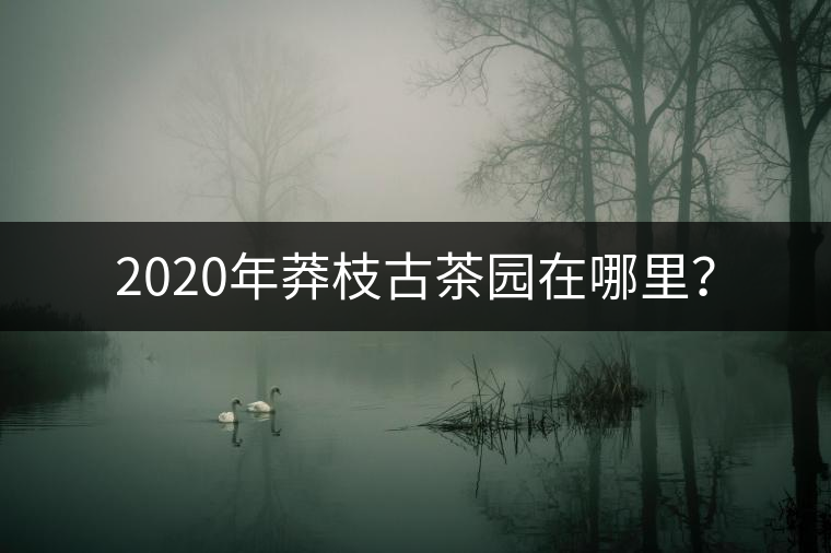 2020年莽枝古茶園在哪里？