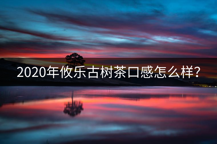 2020年攸樂古樹茶口感怎么樣？