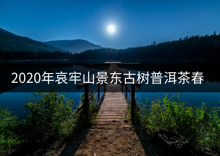 2020年哀牢山景東古樹(shù)普洱茶春茶特點(diǎn) 2020年哀牢山景東古樹(shù)普洱茶春茶特點(diǎn)