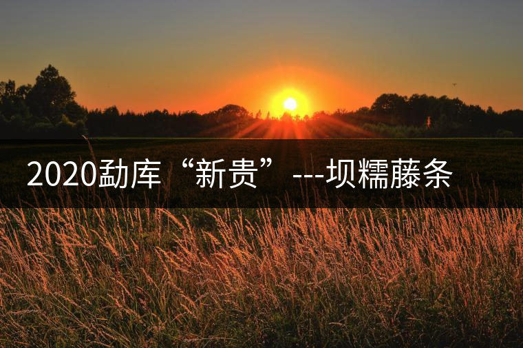 2020勐庫“新貴”---壩糯藤條茶，是如何一夜爆紅的？