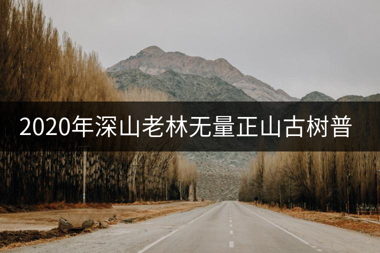 2020年深山老林無(wú)量正山古樹普洱茶特點(diǎn)