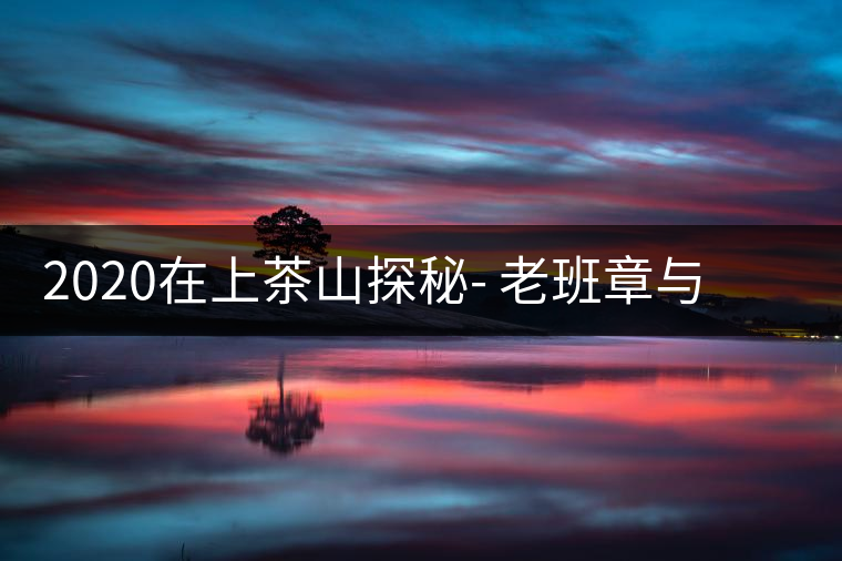 2020在上茶山探秘- 老班章與新班章，一母所生，一念之間，際遇迥異