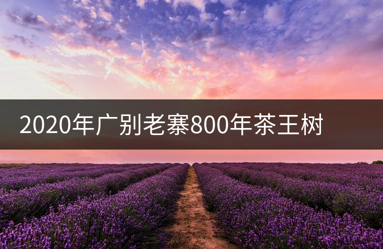 2020年廣別老寨800年茶王樹單株頭采實錄 2020年廣別老寨800年茶王樹單株頭采實錄