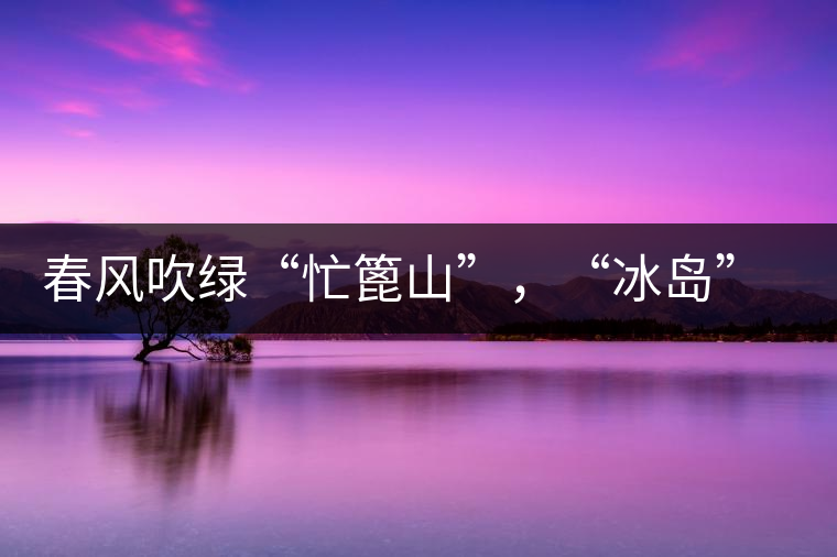 春風(fēng)吹綠“忙篦山”，“冰島”“老寨”春茶香