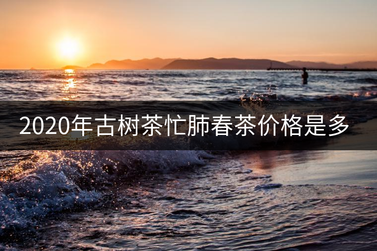 2020年古樹茶忙肺春茶價(jià)格是多少？