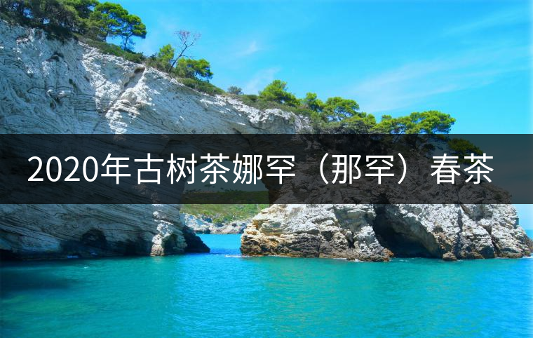 2020年古樹茶娜罕（那罕）春茶價格是多少？