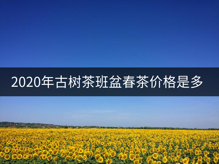 2020年古樹茶班盆春茶價格是多少？