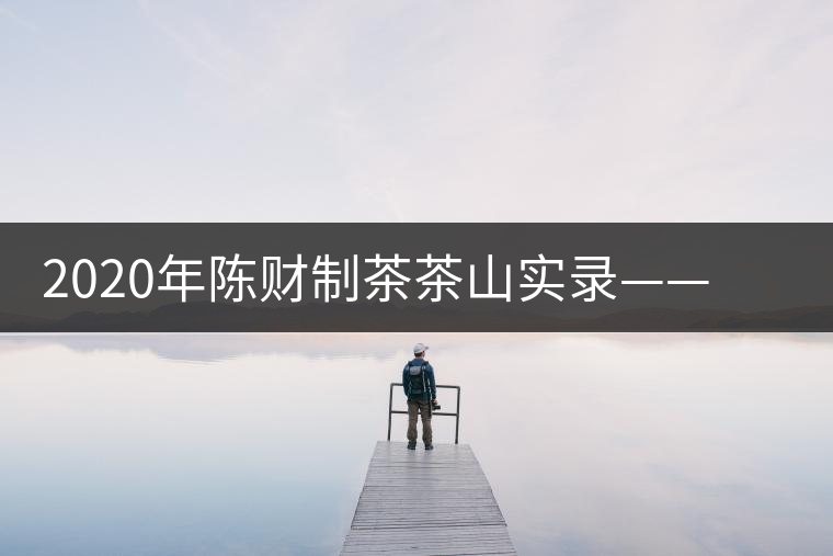 2020年陳財(cái)制茶茶山實(shí)錄——演員多如牛毛的老班章