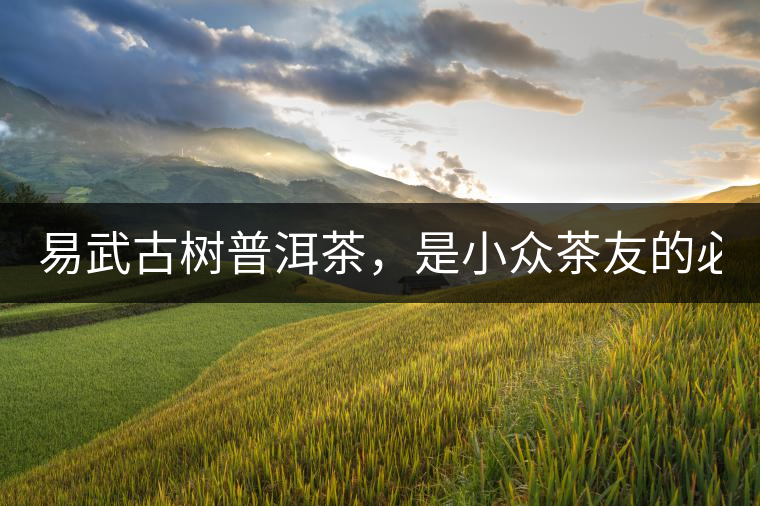 易武古樹普洱茶，是小眾茶友的必選？