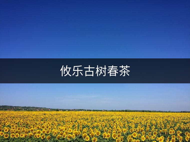 攸樂古樹春茶