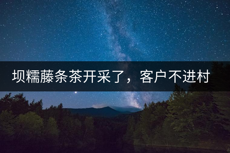 壩糯藤條茶開采了，客戶不進(jìn)村，村民怎么賣茶？