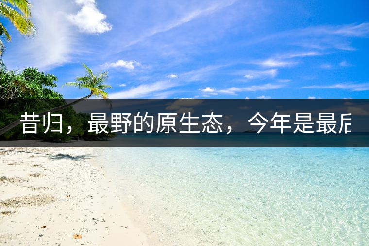 昔歸，最野的原生態(tài)，今年是最后一年了！