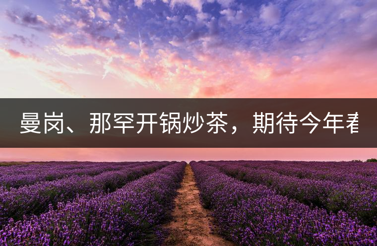 曼崗、那罕開鍋炒茶，期待今年春茶！