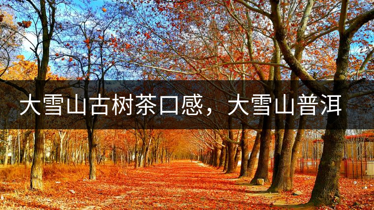 大雪山古樹茶口感，大雪山普洱茶價格