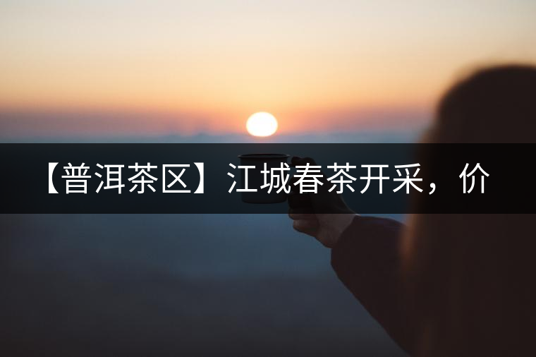 【普洱茶區(qū)】江城春茶開采，價(jià)格漲幅小