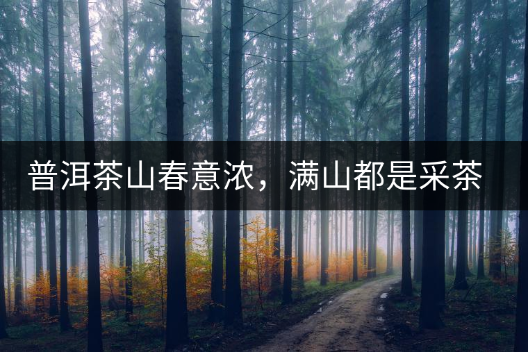 普洱茶山春意濃，滿山都是采茶人