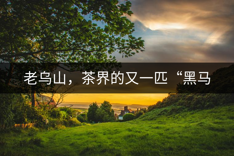 老烏山，茶界的又一匹“黑馬