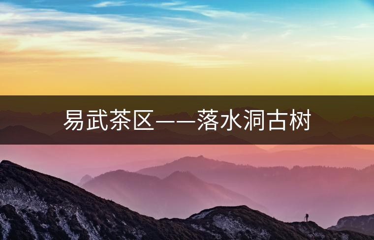 易武茶區(qū)——落水洞古樹