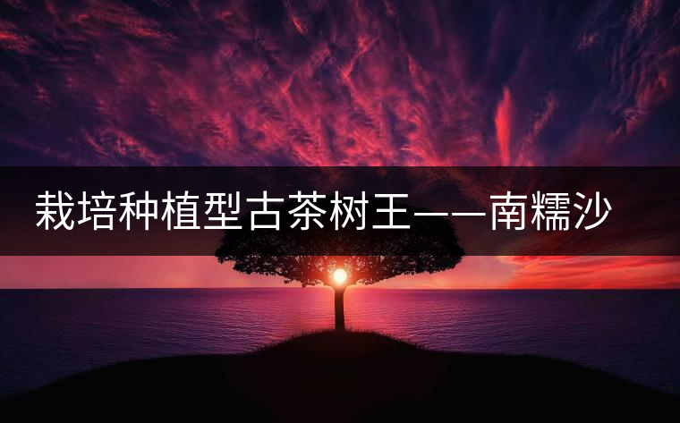 栽培種植型古茶樹(shù)王——南糯沙歸茶樹(shù)王