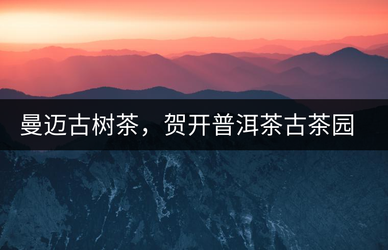 曼邁古樹茶，賀開普洱茶古茶園的華彩綻放