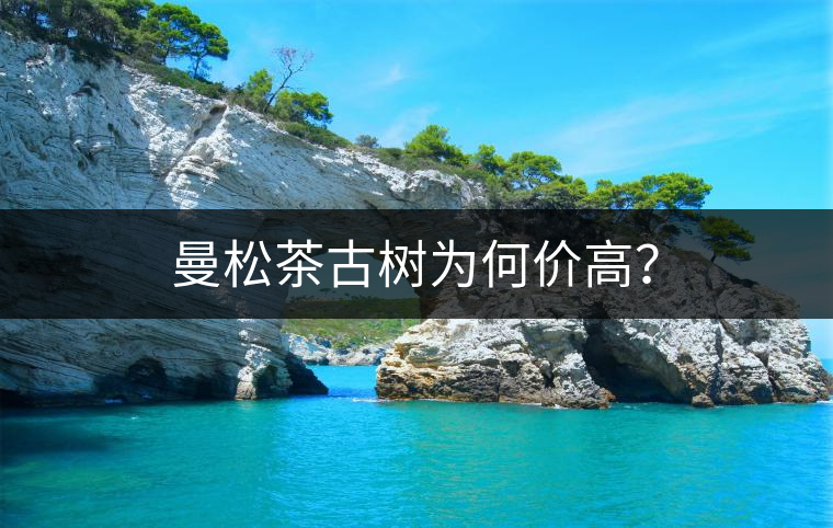 曼松茶古樹為何價高？