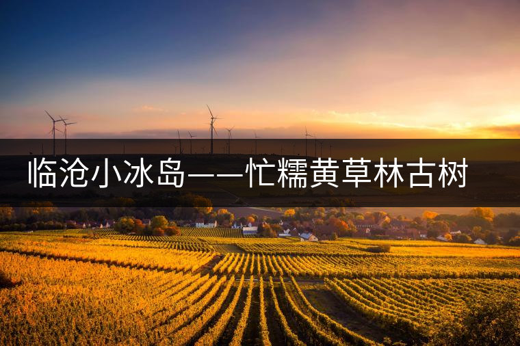 臨滄小冰島——忙糯黃草林古樹茶