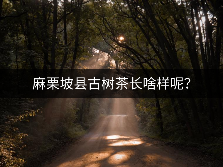 麻栗坡縣古樹茶長(zhǎng)啥樣呢？