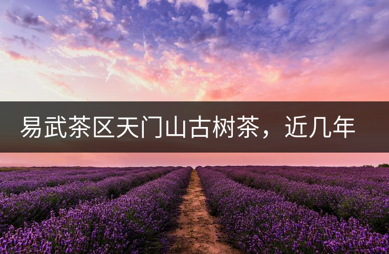 易武茶區(qū)天門山古樹茶，近幾年的熱門山頭