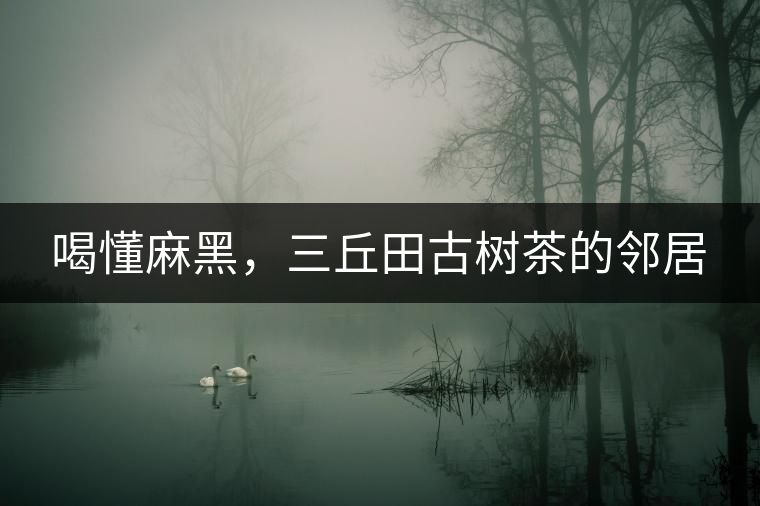 喝懂麻黑，三丘田古樹茶的鄰居