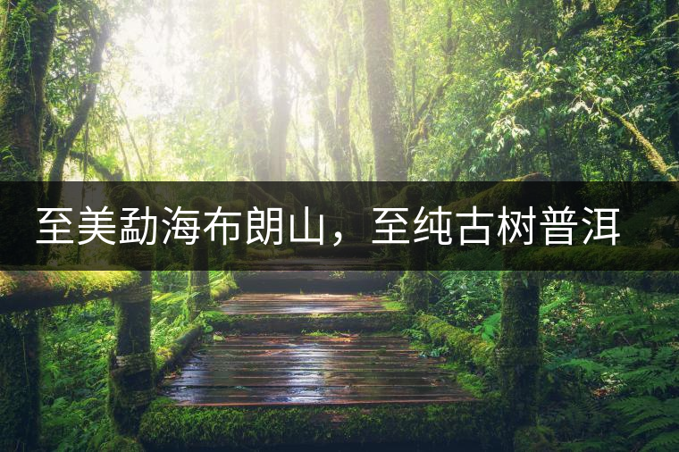 至美勐海布朗山，至純古樹普洱茶