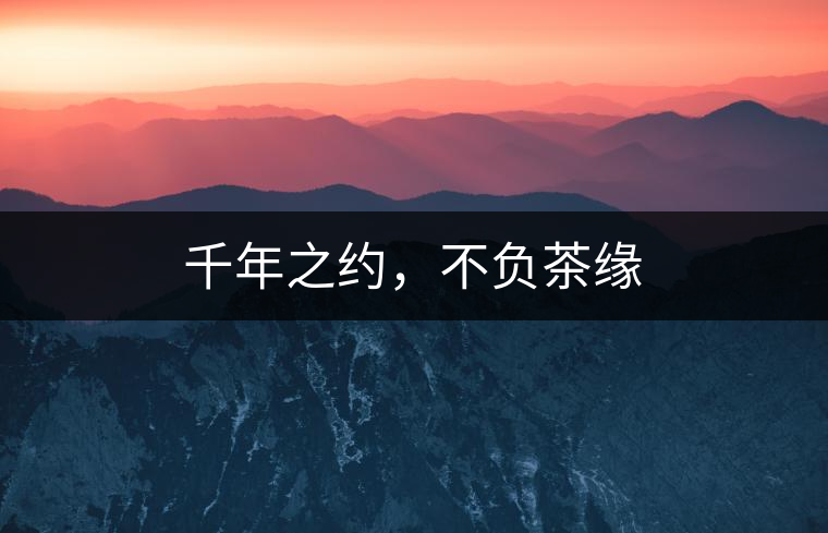 千年之約，不負(fù)茶緣