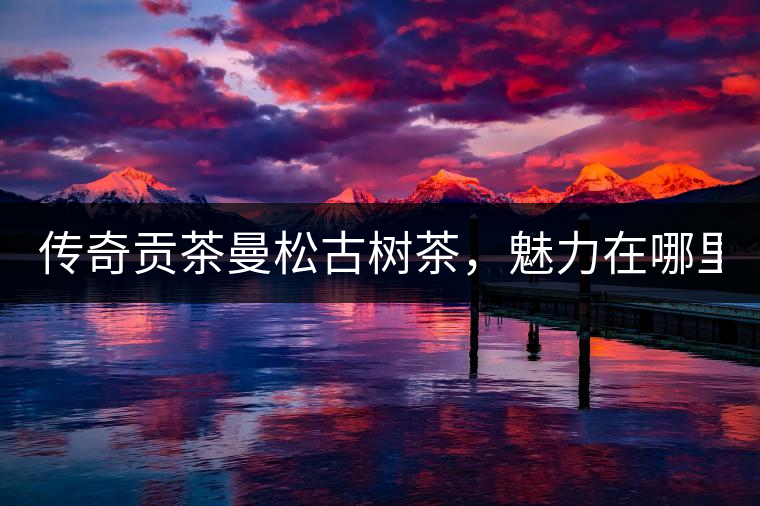 傳奇貢茶曼松古樹茶，魅力在哪里？