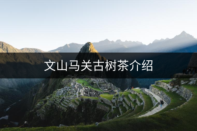 文山馬關(guān)古樹茶介紹