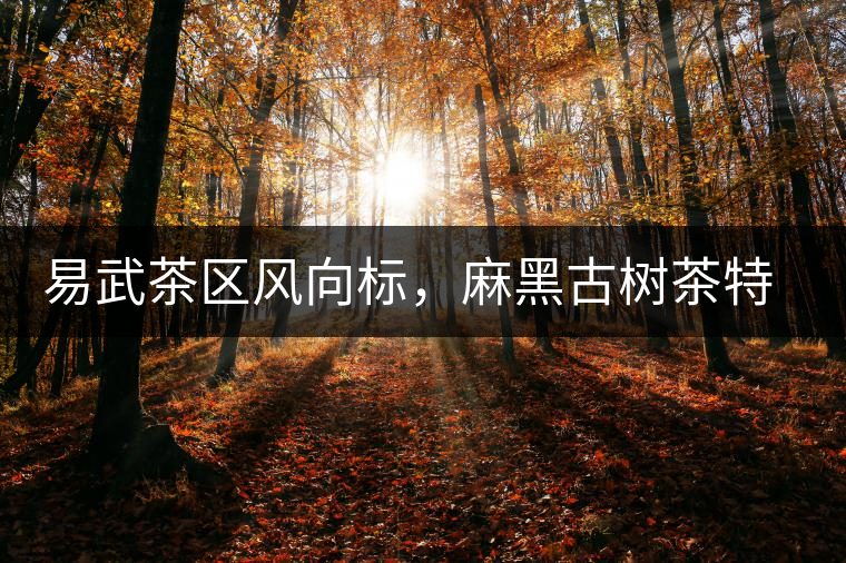 易武茶區(qū)風(fēng)向標(biāo)，麻黑古樹茶特點(diǎn)介紹