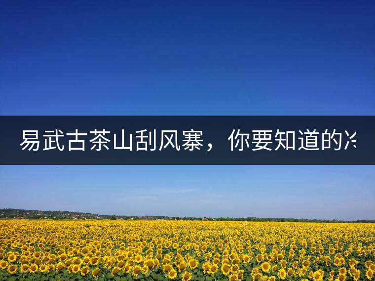 易武古茶山刮風(fēng)寨，你要知道的冷知識！
