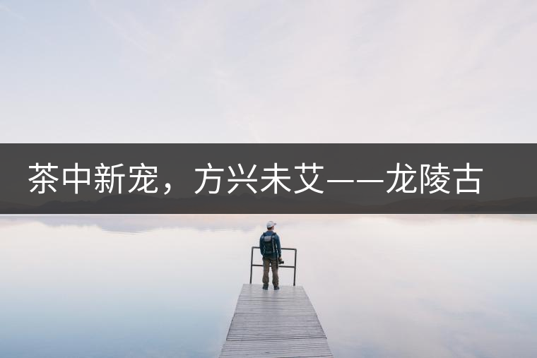茶中新寵，方興未艾——龍陵古樹(shù)茶介紹