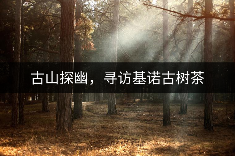 古山探幽，尋訪基諾古樹茶