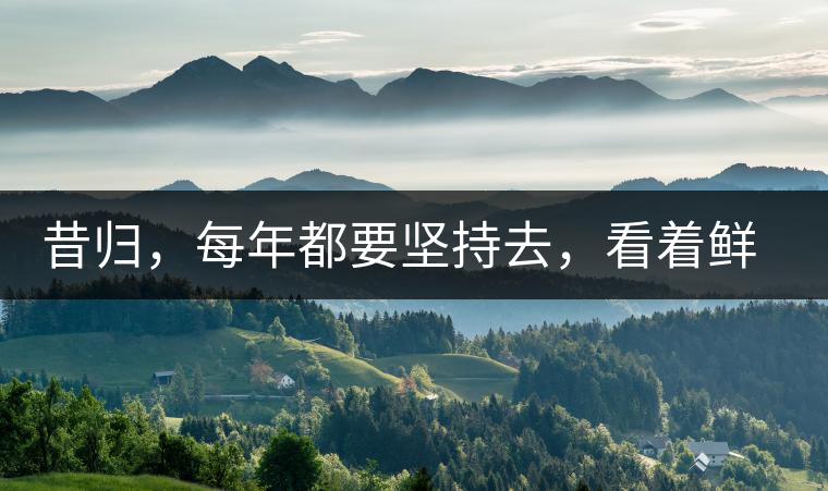 昔歸，每年都要堅(jiān)持去，看著鮮葉都是香甜的