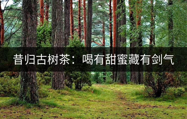 昔歸古樹(shù)茶：喝有甜蜜藏有劍氣