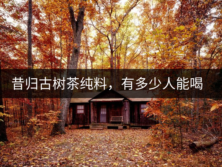 昔歸古樹茶純料，有多少人能喝到真品