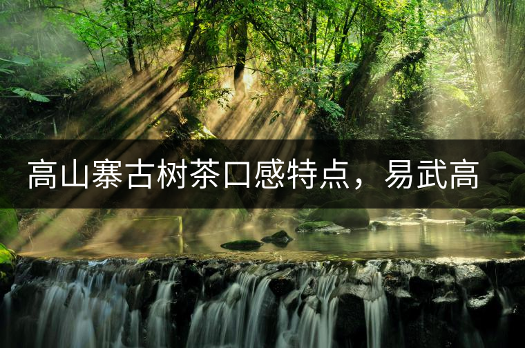 高山寨古樹茶口感特點，易武高山寨普洱茶介紹