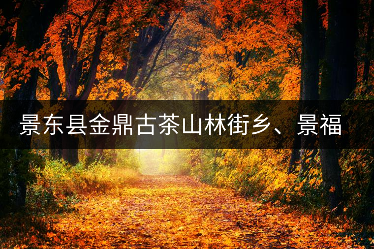 景東縣金鼎古茶山林街鄉(xiāng)、景福鄉(xiāng)、東鎮(zhèn)普洱茶