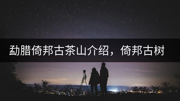勐臘倚邦古茶山介紹，倚邦古樹茶口感特點