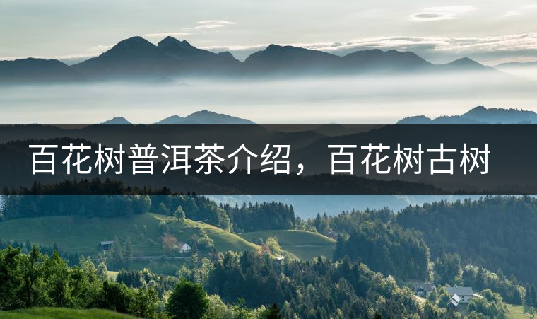 百花樹(shù)普洱茶介紹，百花樹(shù)古樹(shù)茶口感特點(diǎn)