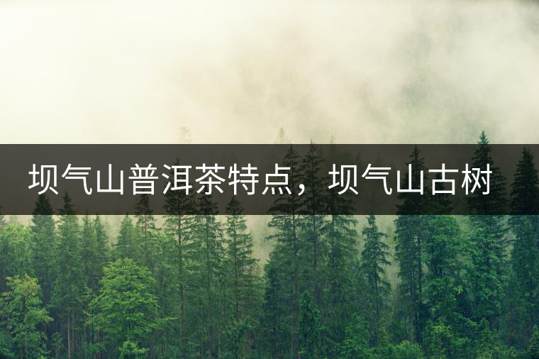 壩氣山普洱茶特點，壩氣山古樹茶介紹