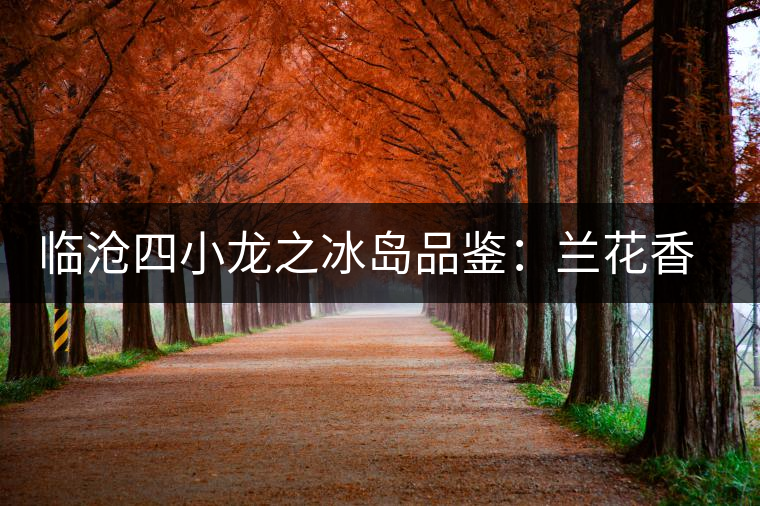 臨滄四小龍之冰島品鑒：蘭花香，冰糖甜