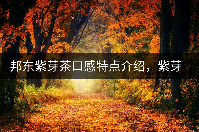 邦東紫芽茶口感特點(diǎn)介紹，紫芽與紫鵑區(qū)別