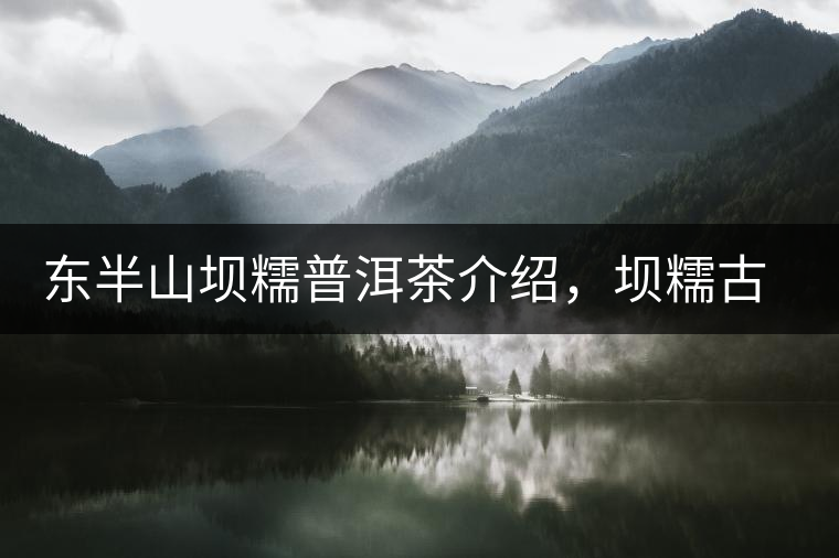 東半山壩糯普洱茶介紹，壩糯古樹茶口感特點(diǎn)