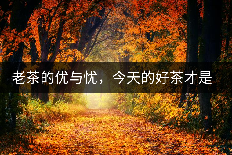 老茶的優(yōu)與憂，今天的好茶才是將來真正的老茶