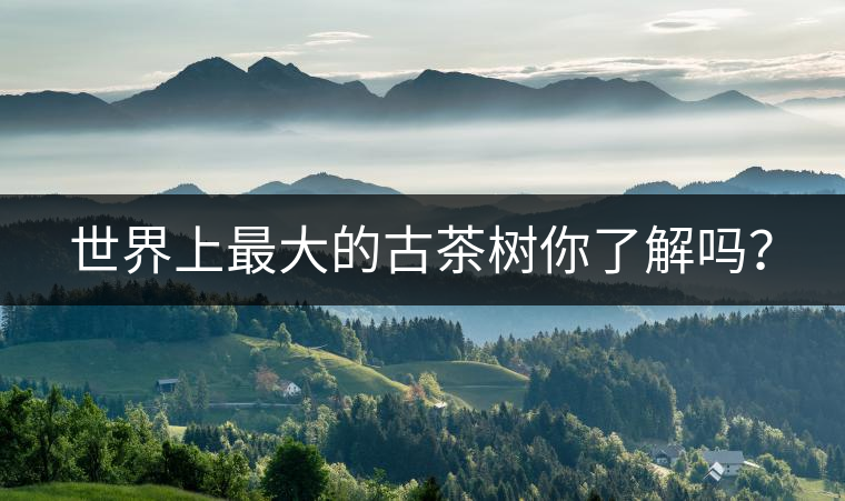 世界上最大的古茶樹(shù)你了解嗎？